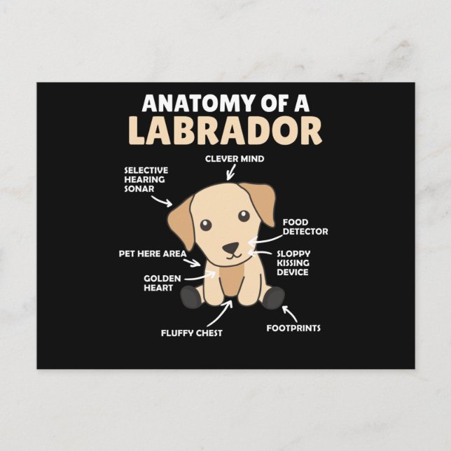 Carte Postale Anatomie D'Un Chien Doux Du Labrador Retriever (Devant)