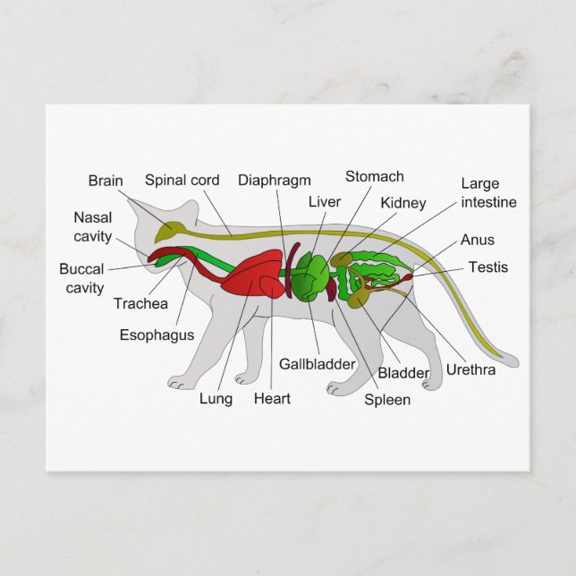 Carte Postale Anatomie générale d'un chat Felis Silvestris Catus (Devant)