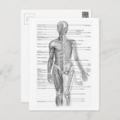 Carte Postale Anatomie humaine (Devant / Derrière)