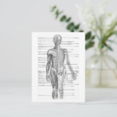 Carte Postale Anatomie humaine (Debout devant)