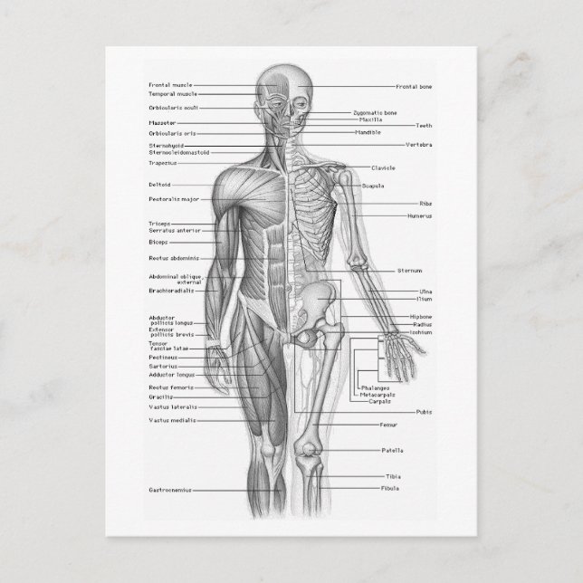 Carte Postale Anatomie humaine (Devant)