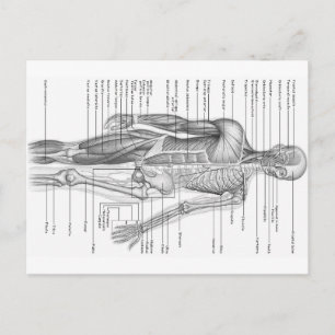 Carte Postale Anatomie humaine