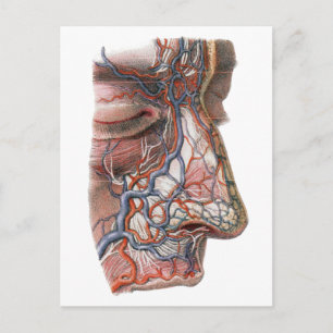 Carte Postale Anatomie humaine de la science vintage, visage ave