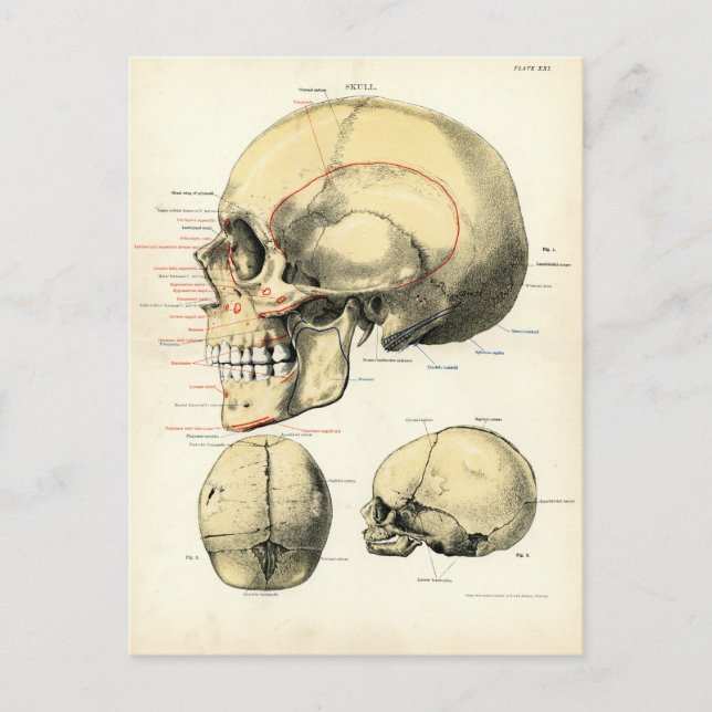 Carte Postale Anatomie humaine - Le crâne (Devant)