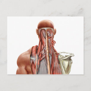 Carte Postale Anatomie Humaine Montrant Des Muscles Profonds Dan