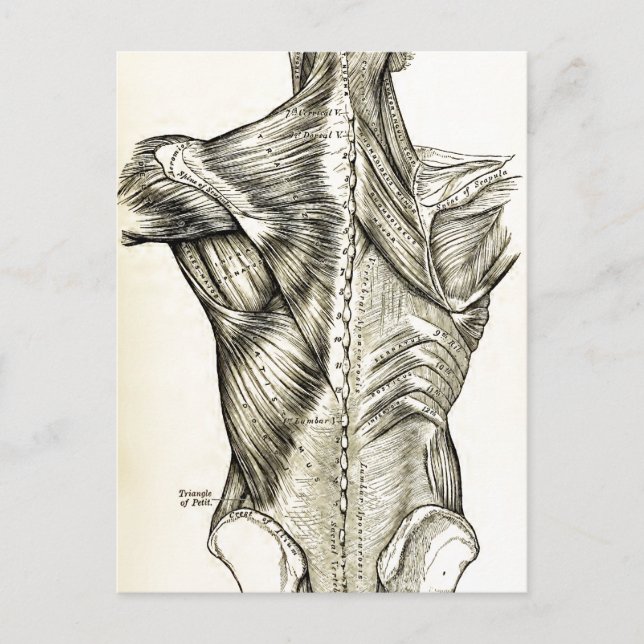 Carte Postale Anatomie humaine Muscles d'art Vintage (1890) (Devant)