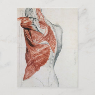 Carte Postale Anatomie humaine ; Muscles du torse et de l'épaule