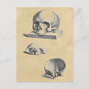 Carte Postale Anatomie Médicale du crâne humain