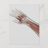 Anatomie Musculaire Du Bras Humain Et De La Main
