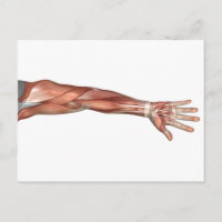 Anatomie Musculaire Du Bras Humain, Vue Antérieure