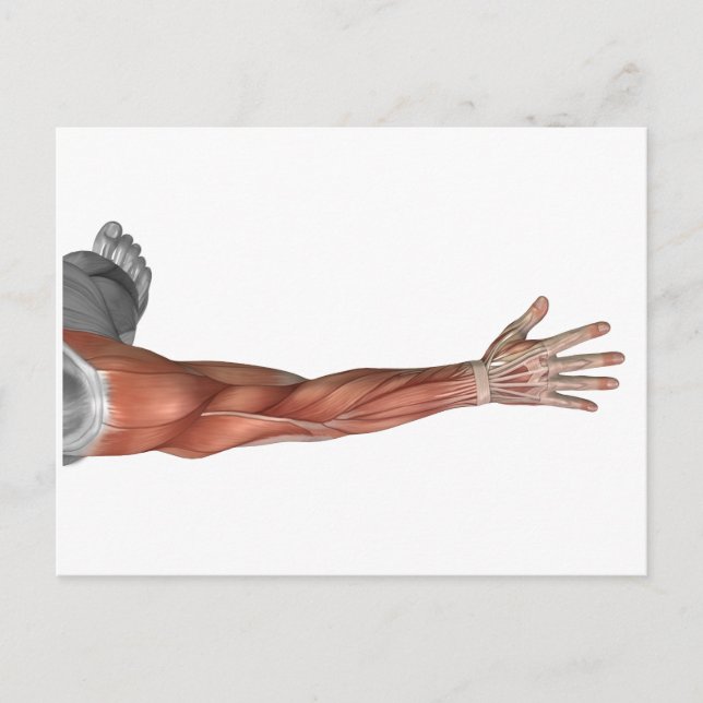 Carte Postale Anatomie Musculaire Du Bras Humain, Vue Postérieur (Devant)