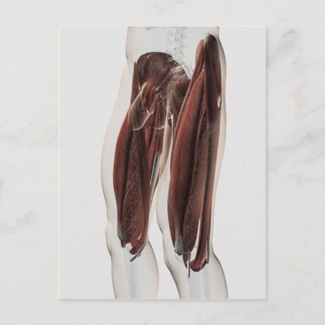 Carte Postale Anatomie Musculaire Masculine Des Jambes Humaines, (Devant)