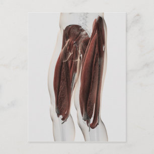 Carte Postale Anatomie Musculaire Masculine Des Jambes Humaines,