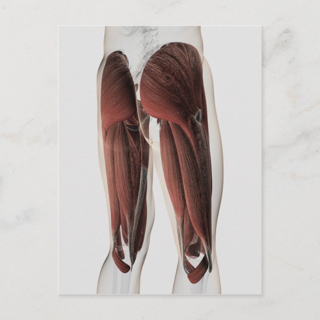 Carte Postale Anatomie Musculaire Masculine Des Jambes Humaines  (Devant)