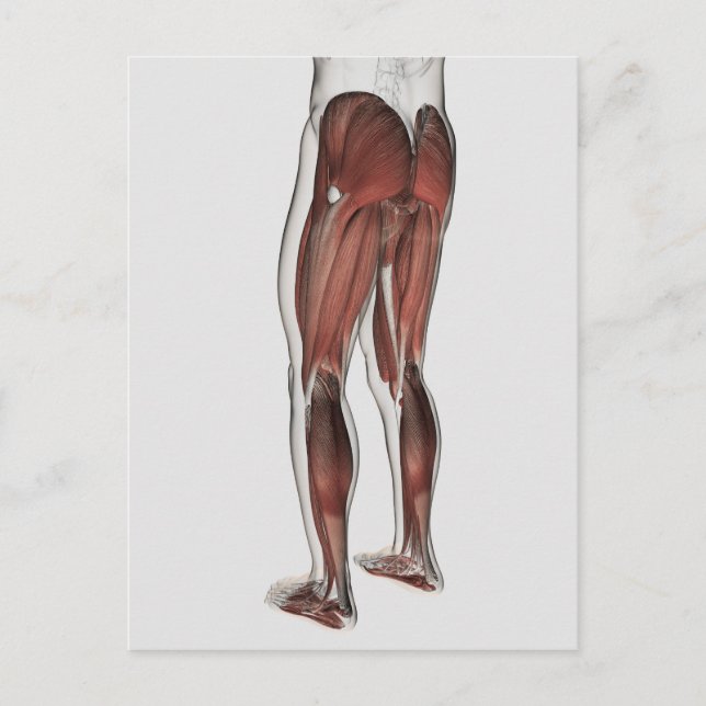 Carte Postale Anatomie Musculaire Masculine Des Jambes Humaines  (Devant)