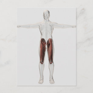Carte Postale Anatomie Musculaire Masculine Des Jambes Humaines,