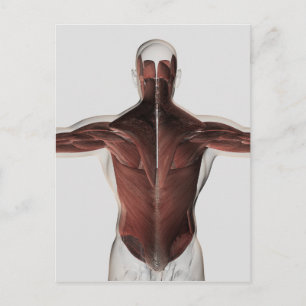 Carte Postale Anatomie Musculaire Masculine Du Dos Humain 2