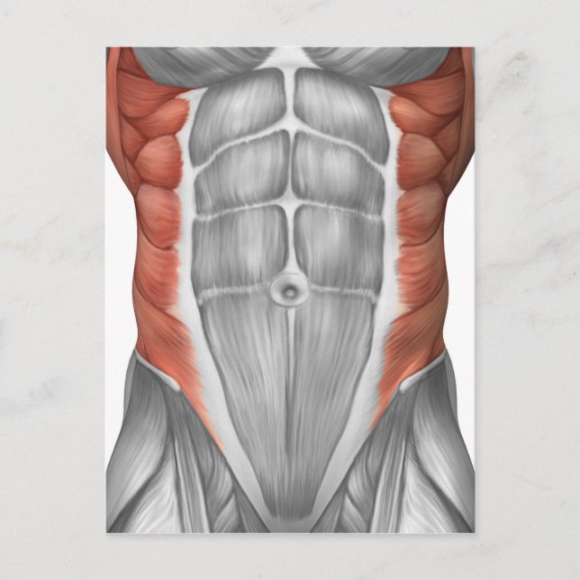 Carte Postale Anatomie Musculaire Masculine Du Mur Abdominal (Devant)