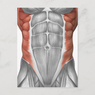 Carte Postale Anatomie Musculaire Masculine Du Mur Abdominal