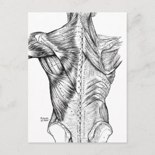 Carte Postale Anatomie noire et blanche Muscles de dos d'art (18