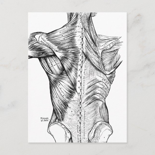 Carte Postale Anatomie noire et blanche Muscles de dos d'art (18 (Devant)