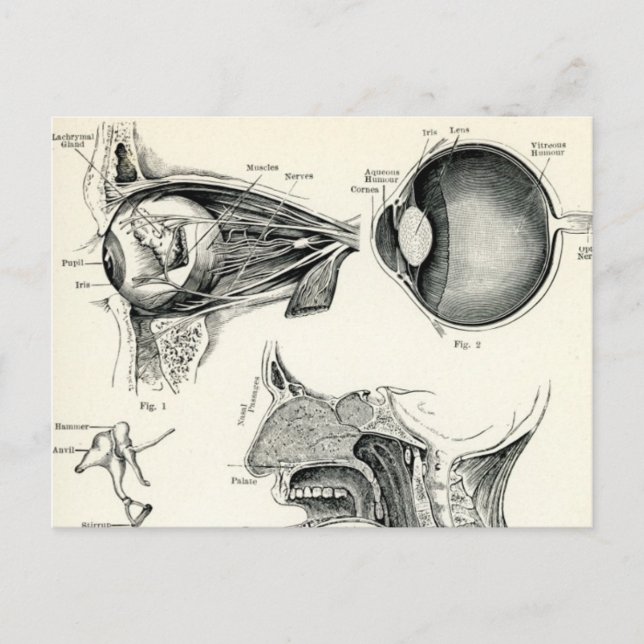 Carte Postale Anatomie - Sens humains (Devant)