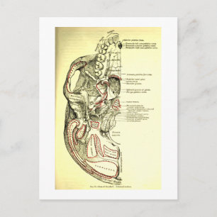 Carte Postale Anatomie vintage Base du crâne externe