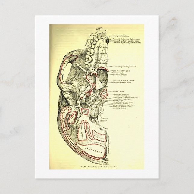 Carte Postale Anatomie vintage Base du crâne externe (Devant)