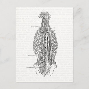 Carte Postale Anatomie vintage Dessin À L'Arrière