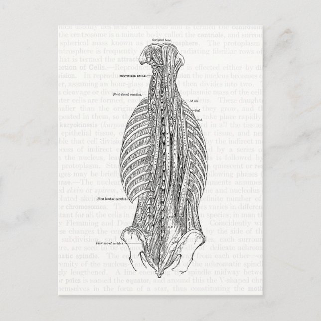 Carte Postale Anatomie vintage Dessin À L'Arrière (Devant)