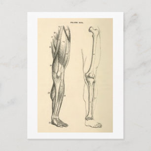 Carte Postale Anatomie vintage     Muscles et os de la jambe