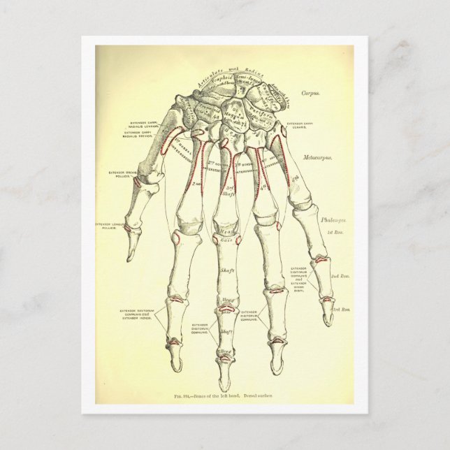 Carte Postale Anatomie vintage | Os de la main (Devant)