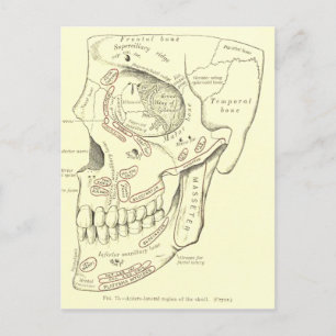 Carte Postale Anatomie vintage Région anterolatérale du crâne