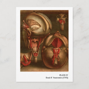Carte Postale Anatomie vintage   Tête et cou