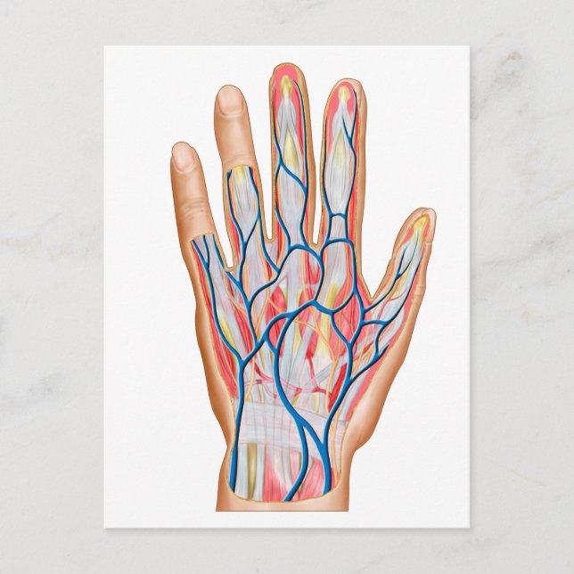 Carte Postale Anatomy Of Back Of Human Hand (Devant)