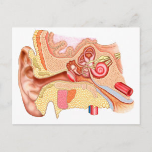 Carte Postale Anatomy Of Human Ear