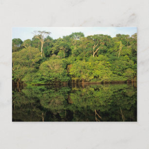 Carte Postale Anavilhanas, Amazonas, Brésil. Rainforest