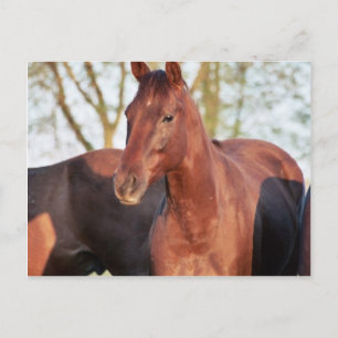 Carte Postale ANB Gotalil Gumption