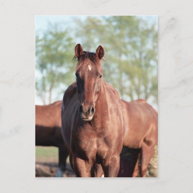 Carte Postale ANB Gottalil Gumption (Devant)