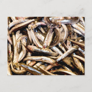 Carte Postale Anchois européens