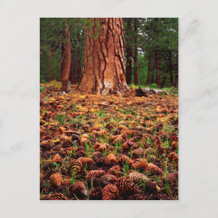 Carte Postale Ancien arbre de Ponderosa aux cônes de pins