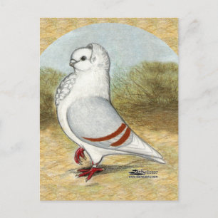 Carte Postale Ancien Chien allemand Pigeon dans la ronde