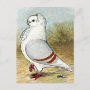 Carte Postale Ancien hibou allemand Pigeon debout haute