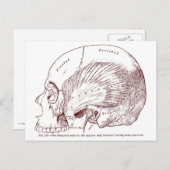 Carte Postale Ancien Muscle temporel de dessin Médicale (Devant / Derrière)