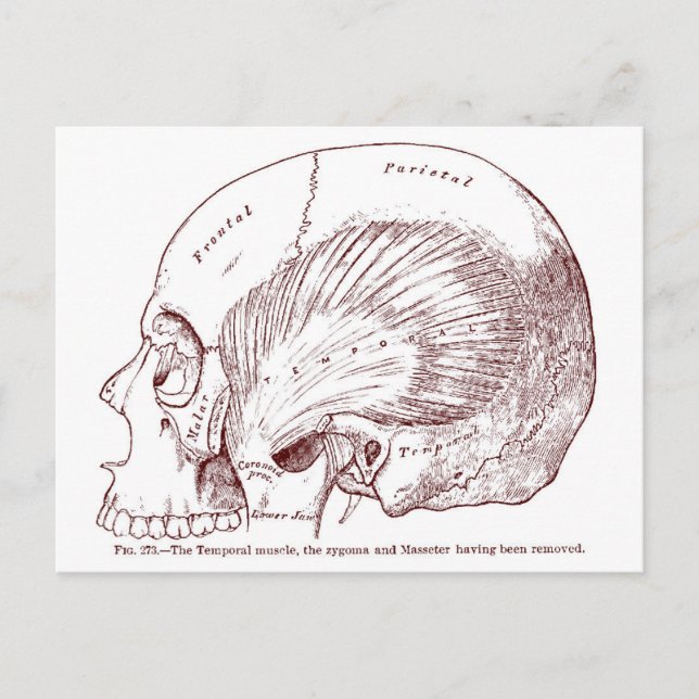 Carte Postale Ancien Muscle temporel de dessin Médicale (Devant)