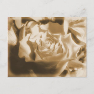 Carte Postale Ancien Rose
