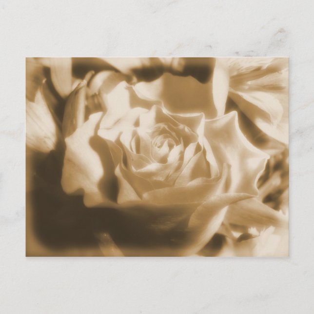 Carte Postale Ancien Rose (Devant)