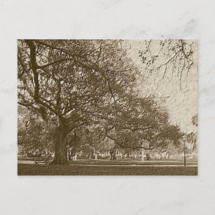 Carte Postale Ancienne batterie