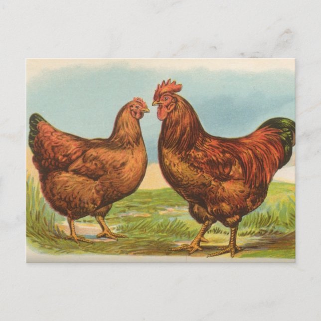 Carte postale ancienne de poule Rhode Island Red (Devant)