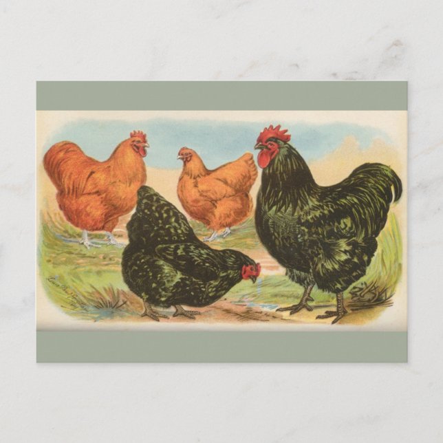 Carte postale ancienne de quatre "poulets Orpingto (Devant)